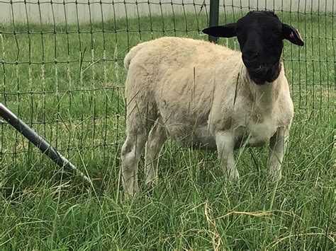 Advantages of Raising Katahdin Sheep. . Sheep for sale este de texas